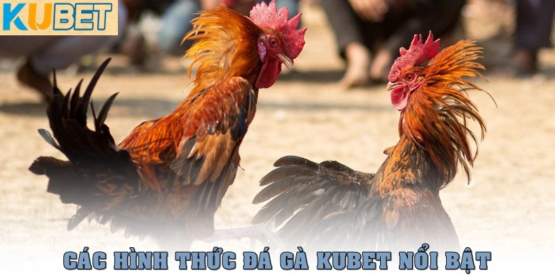 Đá gà Kubet – Sân Chơi Đá Gà Online Uy Tín, Hấp Dẫn Nhất 1 Các hình thức đá gà Kubet đang nổi bật