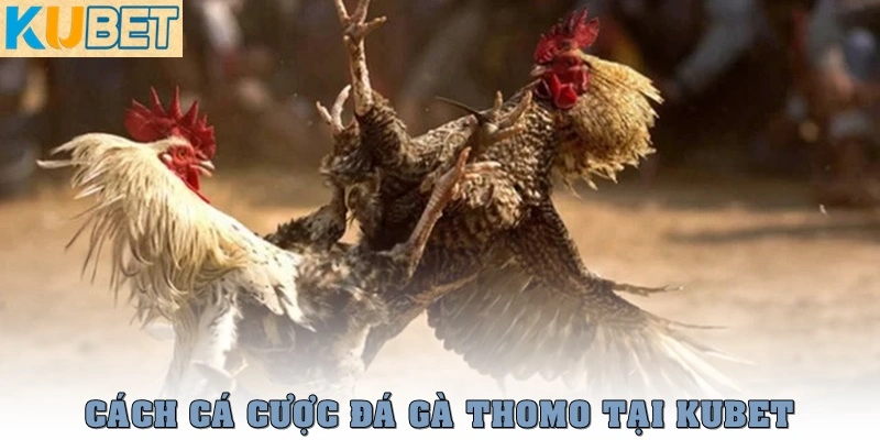 Đá Gà Thomo – Trực Tiếp Mới Nhất Từ Trường Gà Campuchia 3 Cách chơi cá cược đá gà Thomo tại Kubet