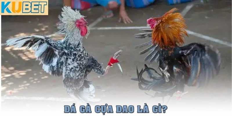 Đá Gà Cựa Dao – Môn Đối Kháng Tốc Độ Cao, Sát Thương Cực Mạnh 2 Đá gà cựa dao là gì