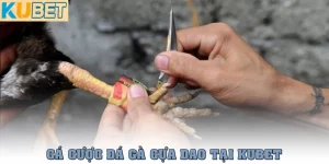 da ga cua dao thumb