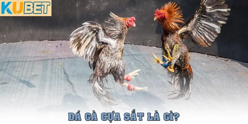 Đá Gà Cựa Sắt – Cuộc Đối Đầu Đỉnh Cao Giữa Các Chiến Kê 2 Đá gà cựa sắt là gì