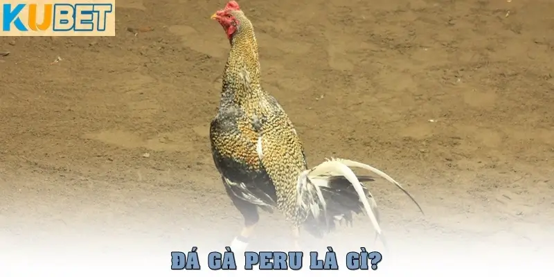 Đá gà Peru là gì
