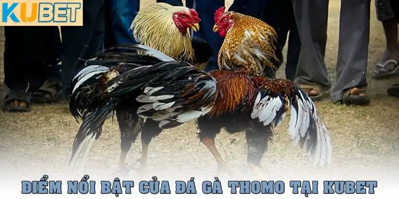 Đá Gà Thomo – Trực Tiếp Mới Nhất Từ Trường Gà Campuchia 4 Điểm nổi bật của trò cược Đá gà Thomo tại Kubet