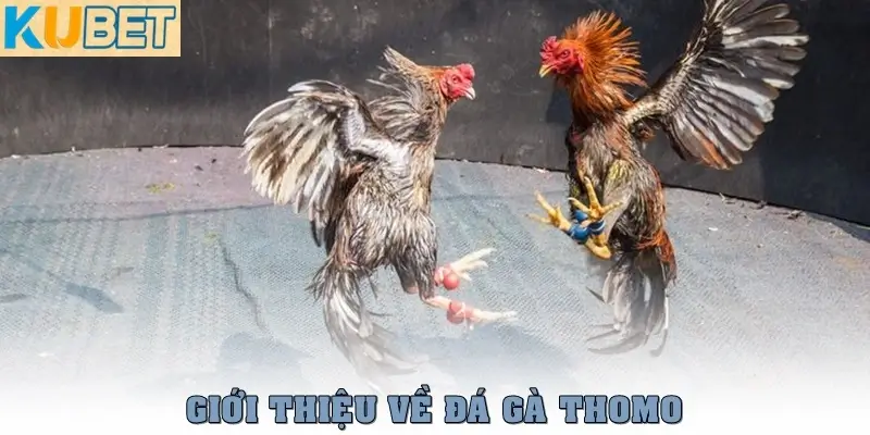 Đá Gà Thomo – Trực Tiếp Mới Nhất Từ Trường Gà Campuchia 2 Giới thiệu khái quát về trò chơi Đá Gà Thomo
