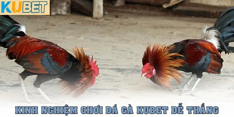 Đá gà Kubet – Sân Chơi Đá Gà Online Uy Tín, Hấp Dẫn Nhất 3 Kinh nghiệm chơi đá gà Kubet dễ thắng dành cho người mới