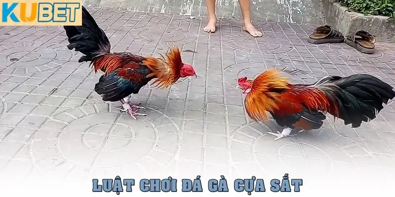 Đá Gà Cựa Sắt – Cuộc Đối Đầu Đỉnh Cao Giữa Các Chiến Kê 3 Luật chơi đá gà cựa sắt