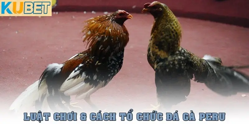 Luật chơi và cách tổ chức đá gà Peru
