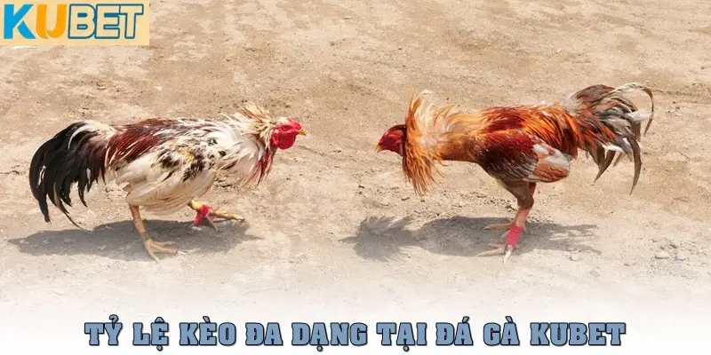 Đá gà Kubet – Sân Chơi Đá Gà Online Uy Tín, Hấp Dẫn Nhất 2 Tỷ lệ kèo đa dạng, cược dễ hiểu