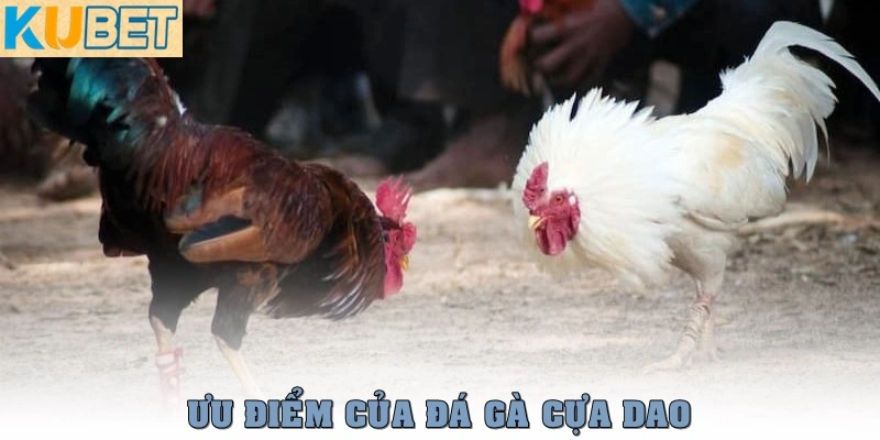 Đá Gà Cựa Dao – Môn Đối Kháng Tốc Độ Cao, Sát Thương Cực Mạnh 4 Ưu điểm của đá gà cựa dao
