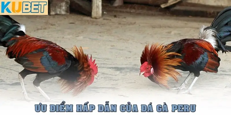 Ưu điểm hấp dẫn của đá gà Peru