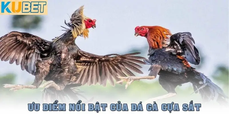 Đá Gà Cựa Sắt – Cuộc Đối Đầu Đỉnh Cao Giữa Các Chiến Kê 4 Ưu điểm nổi bật của đá gà cựa sắt